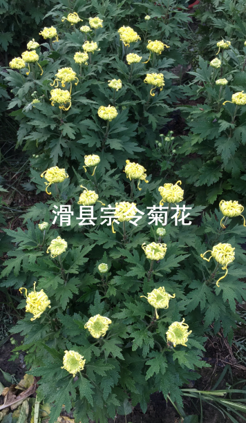 短日照菊花