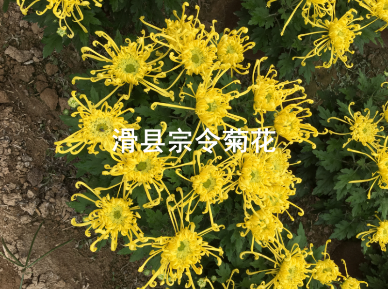 短日照菊花