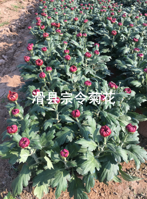 短日照菊花