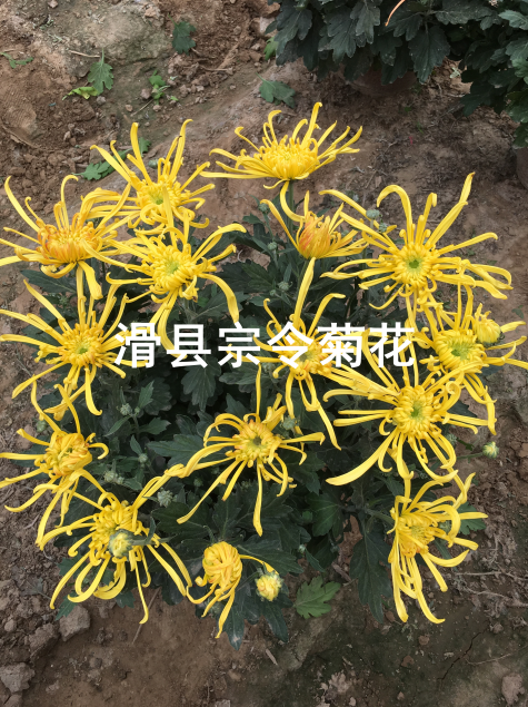 短日照菊花