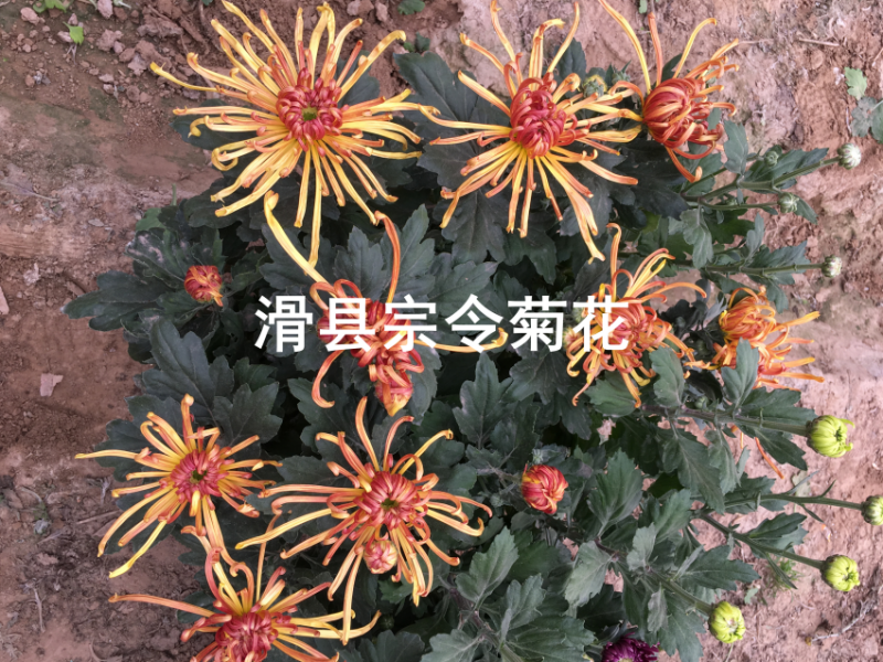 短日照菊花